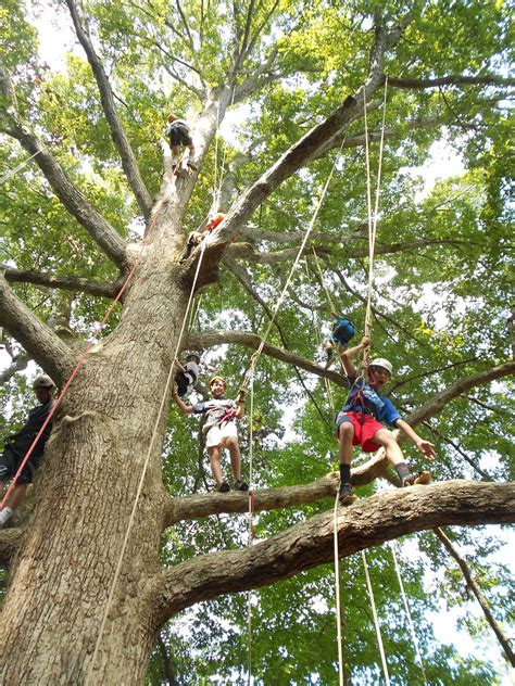 piedmont tree climbing